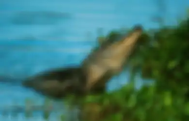 Nyaris Dicaplok Buaya, Bocah Ini Selamat Berkat Aksi Heroik sang Kakak yang Bikin Tercengang, Berhasil Buat Predator Ciut Nyali Gegara Ini