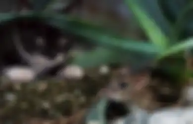 Disukai Kucing Dibenci Tikus, Tanaman Ini Bisa Digunakan untuk Mengusir Tikus dari Rumah, Perawatannya pun Mudah!