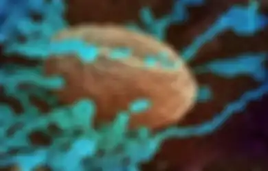 Bak Jilat Ludah Sendiri, Koar-Koar Sebuat Covid-19 Dari Laboratorium China, Amerika Malah Kepergok Simpan Ratusan Virus Mematikan yang Bisa Menjadi Bencana