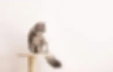 Biar Kucing Aktif dan Sehat Kayak Punya Para Youtube Vlogger, Ini Tipsnya!