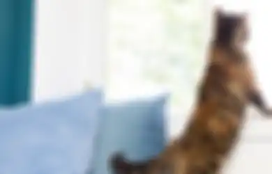 Memperlebar Kusen Jendela bisa Jadi Tempat Ramah buat Kucing di Rumah, Cek Cara Lainnya!
