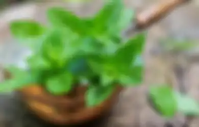 Banyak Orang Belum Tahu, Daun Mint Ternyata Bisa Bikin Tubuh Alami Hal Menakjubkan Ini, Jadi Jarang Sakit-sakitan