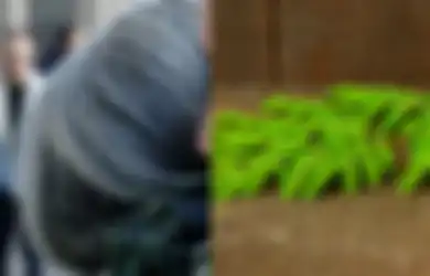Bisa Bikin Botak Kalau Sering Semiran, Mulai Sekarang Coba Pakai Daun Kelor Untuk Menghilangkan Uban Secara Alami, Dijamin Bikin Ketagihan