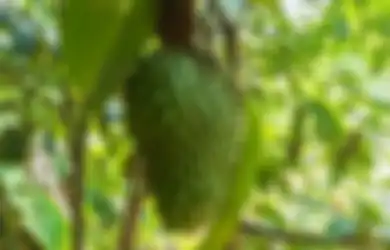 Bukan Hanya Buahnya, Daun Sirsak Ampuh Atasi Beragam Masalah Kesehatan, Begini Caranya