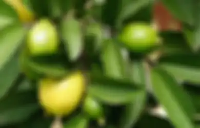 Ajaib! Daun Jambu Biji Bisa Bikin Rambut Sehat, Begini Caranya!