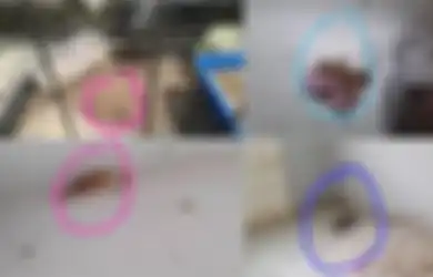 Tak Pernah Diizinkan Masuk ke Rumahnya, Pemilik Kontrakan Ini Syok Lihat Kondisi Rumah Penyewanya yang Jorok dengan Tumpukan Sampah dan Biarkan Hewan Peliharaannya Ini Mati Jadi Bangkai