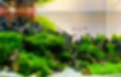 Aquascape: Berkebun dalam Air, Cara Memulainya bagi Pemula!