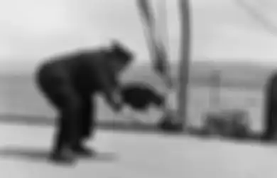Berpangkat Kapten hingga Bak Selebritas Dunia, Inilah 7 Kucing Pelaut Paling Terkenal dalam Sejarah
