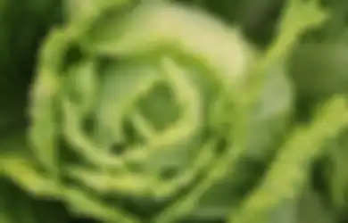 Pantas Saja Disukai Orang Korea, Sayur Ini Ternyata Punya Manfaat yang Menakjubkan, Salah Satunya Ampuh Obati Penyakit Mengerikan Ini