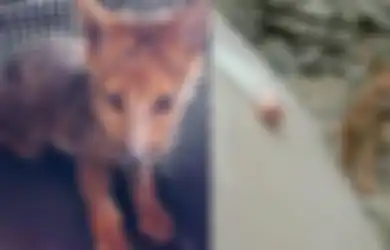 Selama Ini Dikira Anjing Husky, Pemilik Hewan Ini Syok Tahu Jenis Hewan Peliharaannya yang Sebenarnya, Terungkap Lewat Hal Aneh Ini