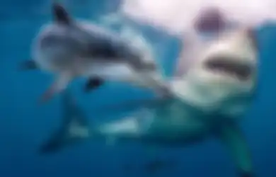5 Alasan Kenapa Ikan Hiu Takut sama Lumba-lumba, Ternyata Punya Gank yang Cerdas