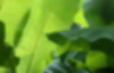 Aneh Tapi Nyata, Rutin Minum Air Rebusan Daun Pisang Bisa Bikin Panjang Umur