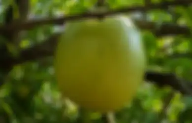 Fakta Unik Buah Maja, Buah yang Konon Jadi Asal-usul Nama Kerajaan Majapahit