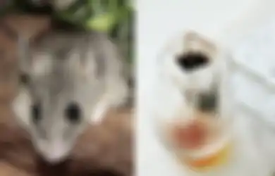 Enggak Perlu Ribet Pakai Racun dan Perangkap, Ternyata Begini Cara Mudah Usir Tikus dari Rumah