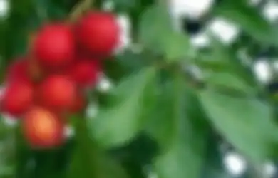 Susah Dapat Keturunan? Coba Mulai Nanti Malam Rutin Minum Air Rebusan Daun Rambutan, Jangan Kaget Besok Pagi Istri Susah Bangun dari Tempat Tidur!