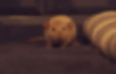 Perangkap Tikus Bakal Nggak Laku Lagi Kalau Semua Ibu Rumah Tangga Tau Trik ini, Usir Tikus di Rumah Cuma Modal Bumbu Dapur
