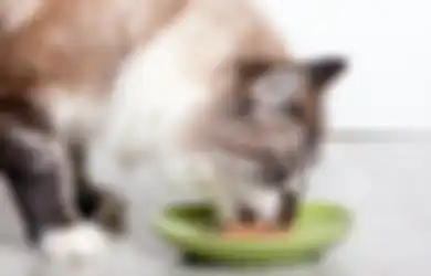 Jangan Dikasih, Ini 5 Makanan Berbahaya Untuk Kucing dan Anjing