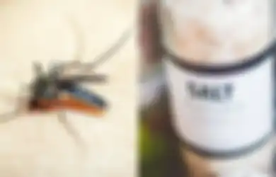 Usir Nyamuk Mudah dan Murah, Cukup Campurkan Dua Bumbu Dapur ini, Dijamin Tidur Pulas Tanpa Gangguan Nyamuk