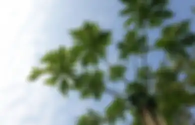Pantas Saja Tak Pernah ke Rumah Sakit, Ternyata Rahasianya Cuma Rebus Daun Buah Ini, Dijamin Ampuh Atasi Penyakit Mengerikan Ini