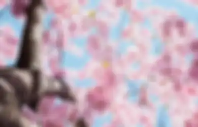 Tes Kepribadian: Sifat Aslimu akan Terungkap dari Pilihan Bunga Sakura yang Menarik Perhatianmu