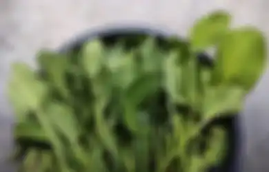 Dulu Jadi Makanan Primadona 'Wong Cilik' Saat Krisis Pangan, Ternyata Sayur Genjer Punya Segudang Manfaat untuk Kesehatan, Salah Satunya Bisa Cegah Kanker Usus