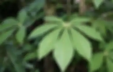 Bukannya Sehat Malah Nyawa Melayang, Orang dengan Riwayat Ini Ternyata Gak Boleh Makan Daun Singkong, Efeknya Benar-benar Bawa Petaka