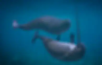 Mengenal Paus Narwhal, Hewan Laut Bergading Runcing yang Unik 
