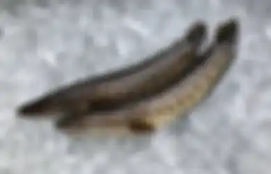 Satu Indonesia Merugi! Ikan Murah yang Tak Dianggap Ini Malah Dijual Mahal di Luar Negeri, Khasiatnya Ternyata Ampuh Sembuhkan Penyakit Mematikan