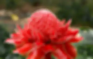 Yakin Masih Anggap Remeh Kecombrang? Efeknya Bikin Kamu Panjang Umur dan Gak Sakit-sakitan