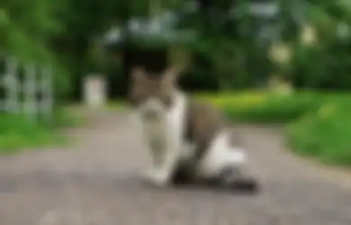 Tak Perlu Keluar Otot Hingga Menyiksa Hewan,  Ini Dia 9 Cara Ampuh Mengusir Kucing Liar yang Sering Keluar Masuk Rumah dan Bikin Geregetan