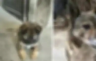 12 Tahun Pindah ke Kota, Pria Ini Syok Saat Pulang ke Kampung Halaman Lihat Anjing Peliharaannya Masih Setia Menunggu, Ending Kisahnya Bikin Mewek!