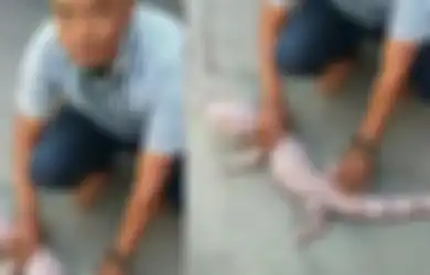Dilarang Keras oleh Keluarga, Seorang Ibu di Surabaya Pilih Angkat Kaki dari Rumah karena Tergiur Bisnis Jual Beli Tokek, Keuntungannya Bikin Melongo!
