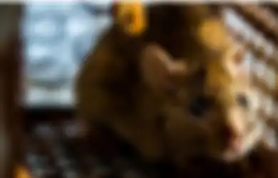 Nyesel Baru Tahu Sekarang, Deretan Bumbu Dapur Ini Ampuh Usir Tikus dari Rumah, Dijamin Langsung Kabur