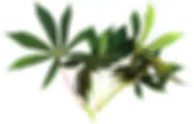 Kalau Masih Sayang Nyawa, Mulai Sekarang Orang dengan Kondisi Ini Sebaiknya Stop Makan Daun Singkong, Efeknya Bahaya Banget