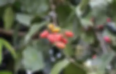Jadi Ramuan Ampuh, Daun Melinjo Dipercaya Mampu Bikin Seisi Rumah Bebas Penyakit
