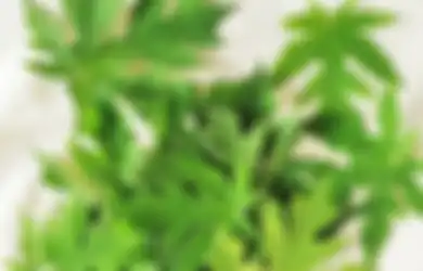 Dijamin Bikin Seisi Rumah Ketagihan, Ternyata Begini Cara Mudah Merebus Daun Pepaya agar Tidak Pahit, Cuma Pakai Bahan Dapur Ini