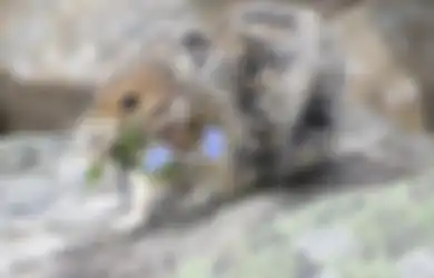 Penampakan Hewan yang Kerap Disebut 'Pikachu' di Dunia Nyata, Ternyata Hobi Makan Kotoran!