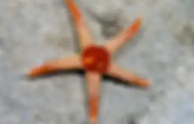 Inilah 5 Hewan yang Nggak Punya Otak, Rata-Rata Hidup di Laut