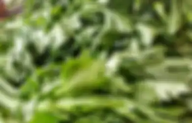 Tak Kalah Manjur dari Obat Dokter, Daun Seledri Mampu Jaga Kesehatan Ginjal dari Racun dan Penyakit Berbahaya Ini