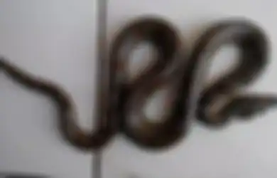 Tips Hidup Mencegah Ular Masuk ke Rumah, Letakkan Benda Ini di Depan Pintu untuk Halangi Hewan Masuk
