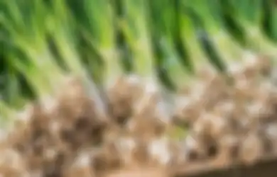 Syukur Bisa Lepas dari Obat, Sederet Masalah Kesehatan Ini Ternyata Bisa Diatasi dengan Minum Air Rebusan Daun Bawang, Begini Cara Buatnya