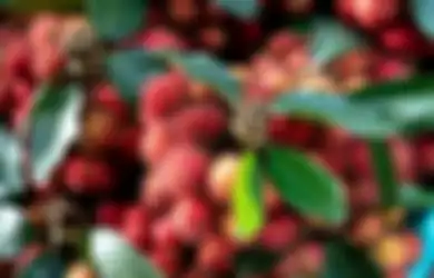 Bukan Maksud Hati Menakut-nakuti, Orang dengan Kondisi Ini Ternyata Dilarang Keras Makan Rambutan, Bahayanya Ngeri Banget Kalau Sampai Masuk Mulut