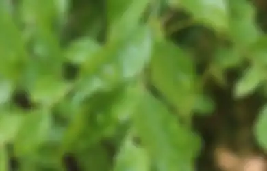 Satu Indonesia Belum Tahu! Biasanya Cuma Buat Masak, Siapa Sangka Air Rebusan Daun Kari yang Rutin Diminum Bisa Datangkan Segudang Manfaat untuk Tubuh