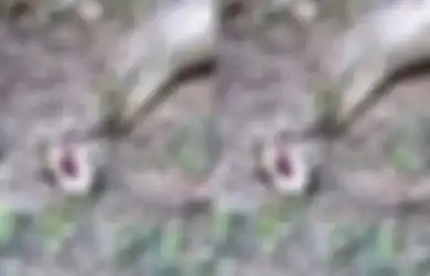 Pijit Paksa Perut Ular Piton yang Menggembung, Petani Ini Syok Setelah Tahu Apa yang Keluar Dari Mulut Hewan Mengerikan Itu, Fakta di Baliknya Mengejutkan