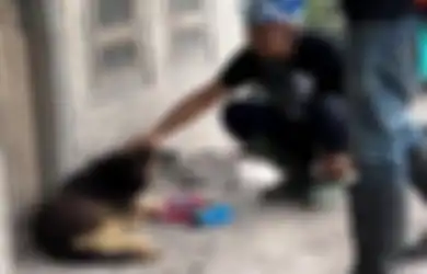 Kisahnya Mirip Haciko, Inilah Nemo Anjing yang Setia 12 Hari Tunggu Tuannya hingga Bantu Temukan 3 Korban di Zona Hitam Erupsi Semeru, Berikut Kesaksian Tim SAR