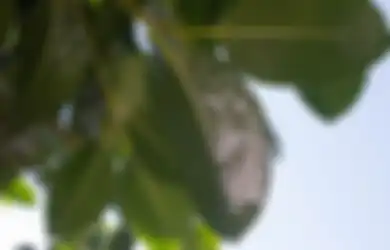 Kesal Tanaman Kesayanganmu Dihinggapi Kutu Putih? Siapa Sangka Nasi Putih Bisa Jadi Pestisida Alami