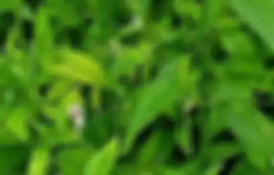 Khasiatnya Tidak Kaleng-kaleng, Penyakit-penyakit Mematikan Ini Dijamin Langsung Minggat Cuma Modal Rebus Daun Sambiloto Lalu Minum Airnya Hangat-hangat, Coba Malam Ini!