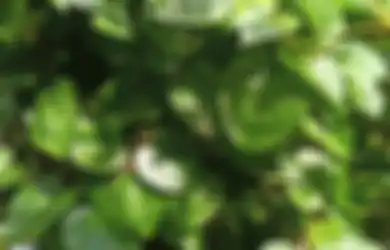 Dikira Pakai Skincare Mahal, Siapa Sangka Kulit Wajah Putih dan Sehat Cuma Pakai Daun Binahong, Begini Cara Meraciknya