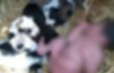 Geger Penemuan Bayi di Hutan, Nyawanya Terselamatkan Berkat Pertolongan Induk Hewan Ini, Begini Kronologinya