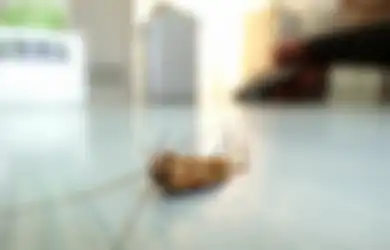 Aneka Tips Harian, Begini Cara Mudah Basmi Kecoa dengan Bumbu Dapur